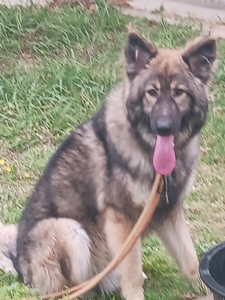 Whiskey II, adopted, Young Male German Shepherd Dog.