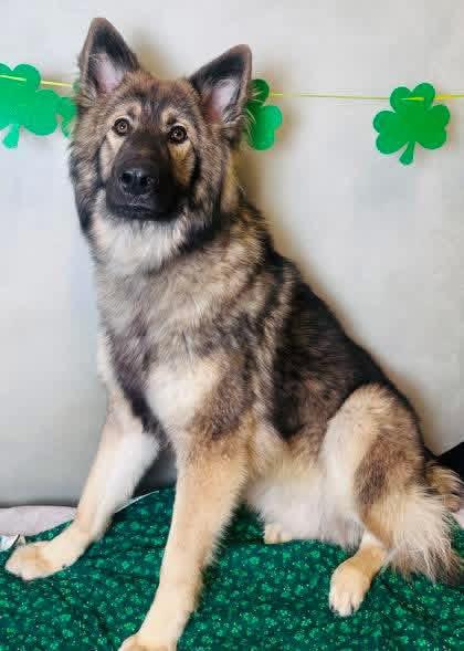 Enlarge Whiskey II, an adopted mixed breed in New Rochelle, NY image 2/6
