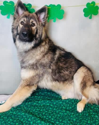 Enlarge Whiskey II, an adopted mixed breed in New Rochelle, NY image 5/6
