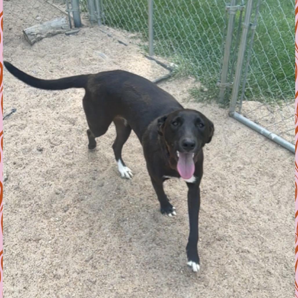 Lollie, Adoptable, Adult Female Black Mouth Cur.
