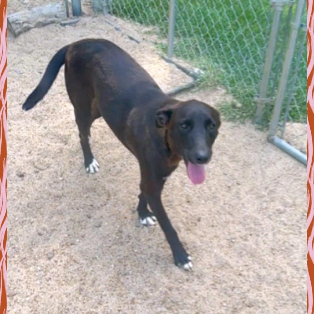 Enlarge Lollie, a Adoptable Black Mouth Cur in Jena, LA image 2/2