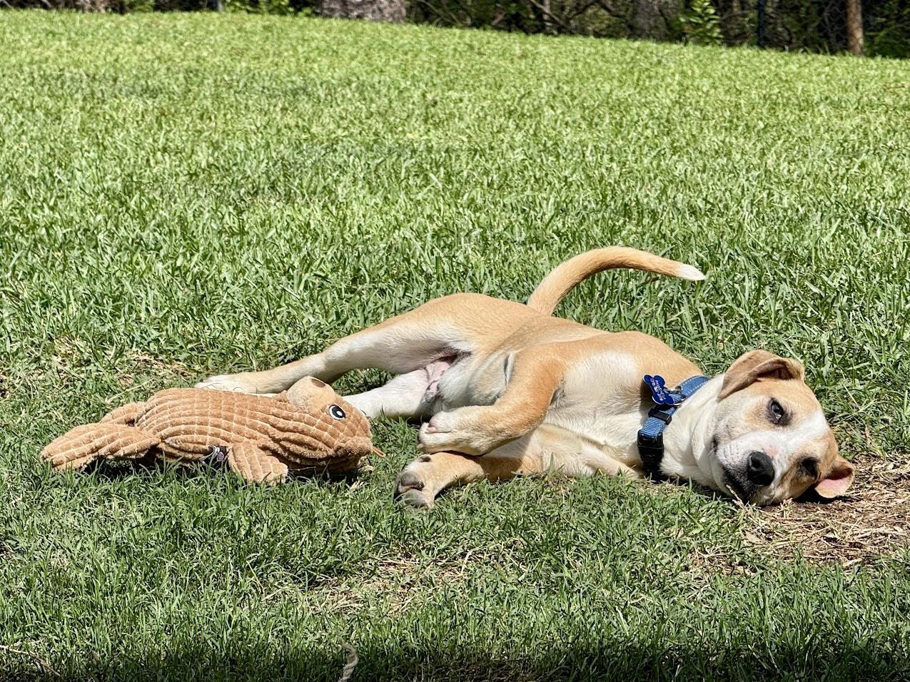 Enlarge Murphy Short Pants , an adopted mixed breed in Valley Cottage, NY image 3/6