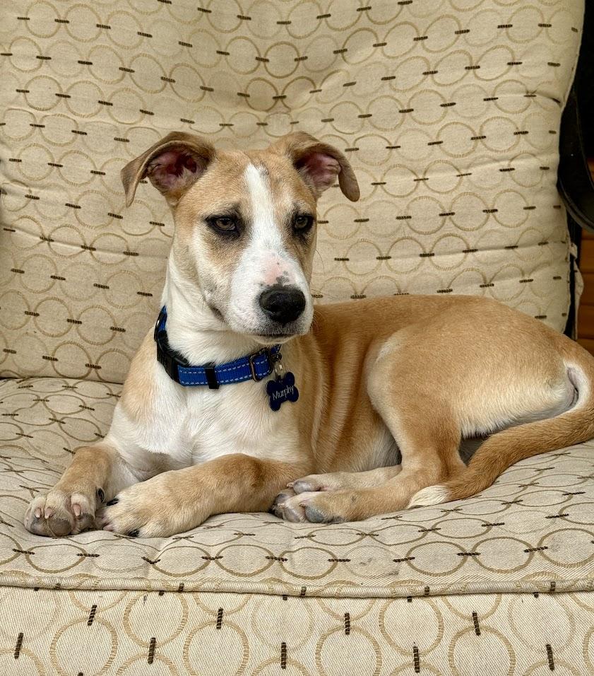 Murphy Short Pants , adopted, Puppy Male Basset Hound & Terrier.
