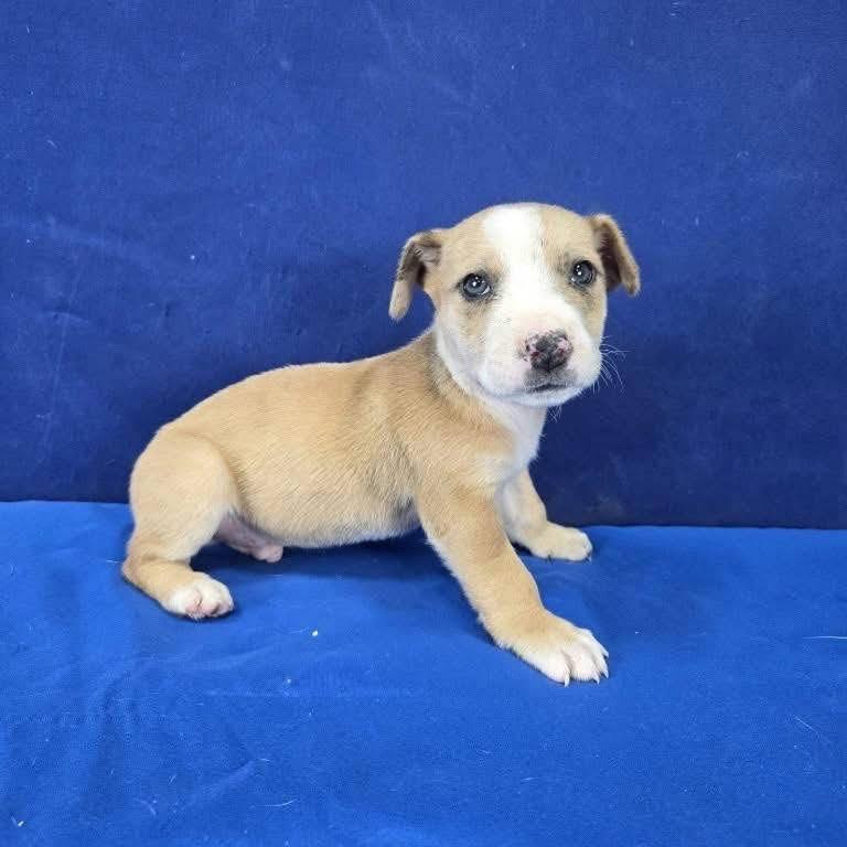 Enlarge Murphy Short Pants , an adopted mixed breed in Valley Cottage, NY image 6/6