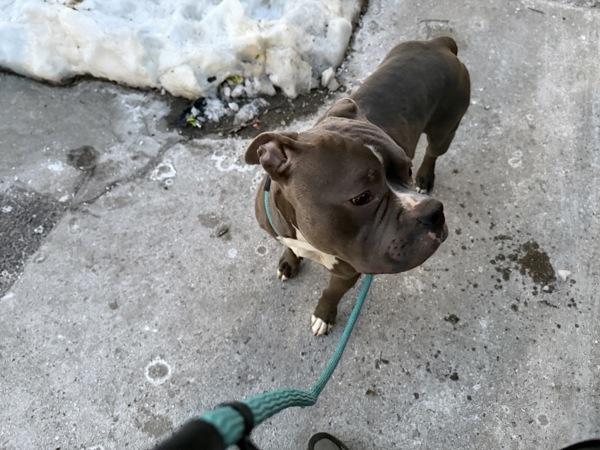 Milo — thumbnail 2