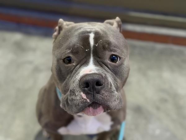 Milo — thumbnail 4