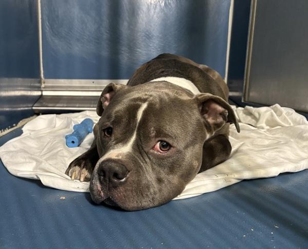 Milo — thumbnail 5