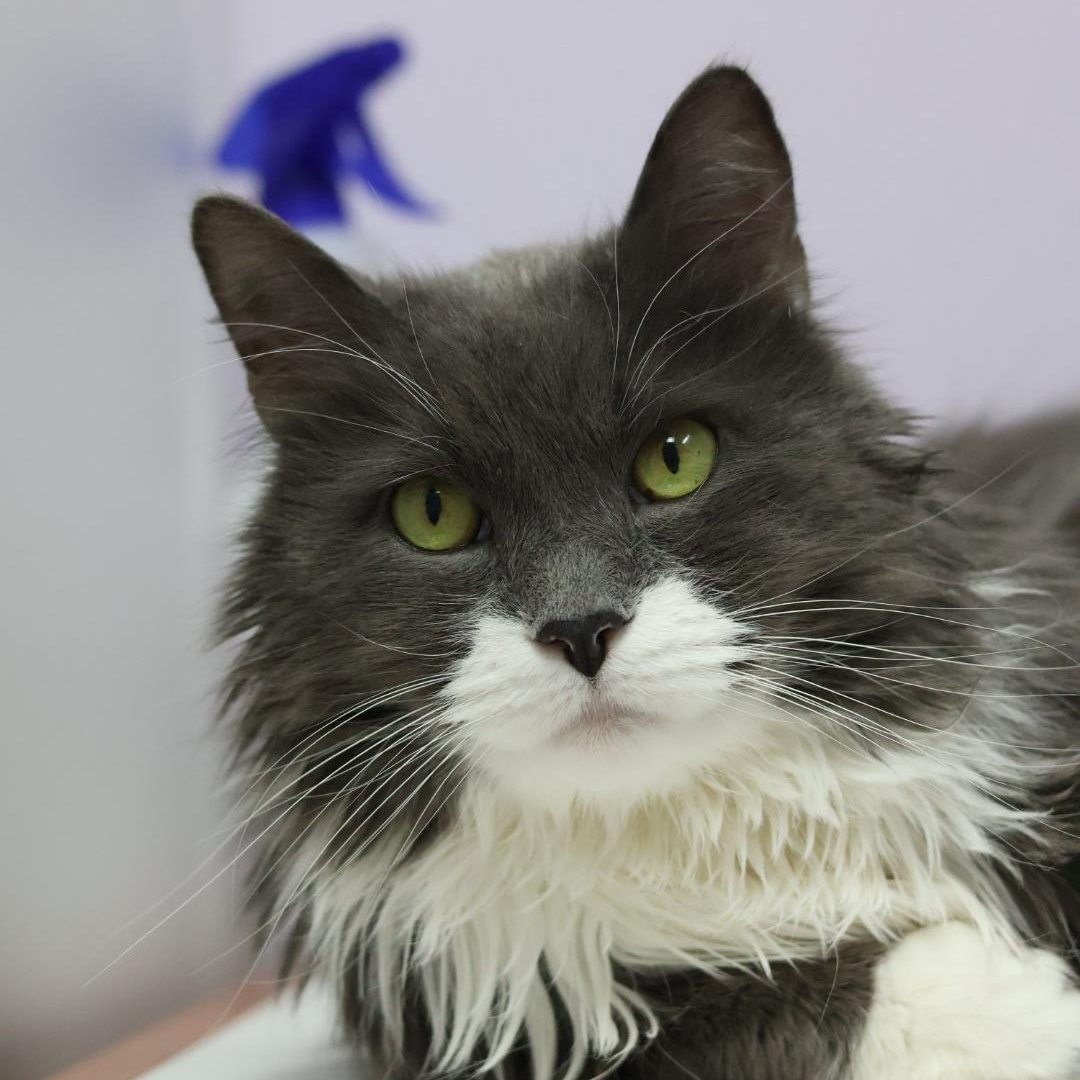 Enlarge Jinx (Available w/ Bonded Brother, Binx), a Adoptable mixed breed in Terryville, CT image 2/6