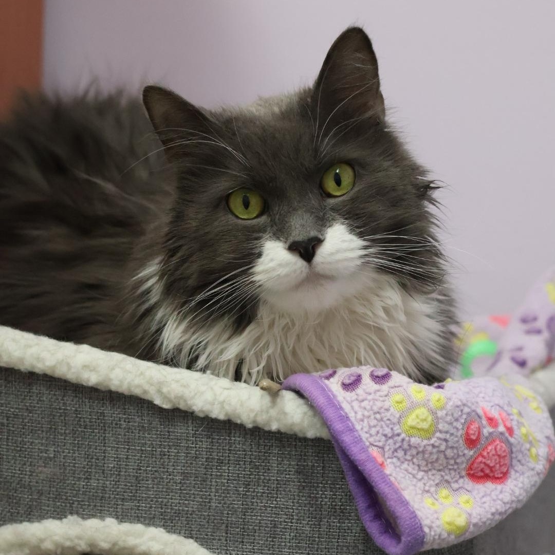 Enlarge Jinx (Available w/ Bonded Brother, Binx), a Adoptable mixed breed in Terryville, CT image 1/6