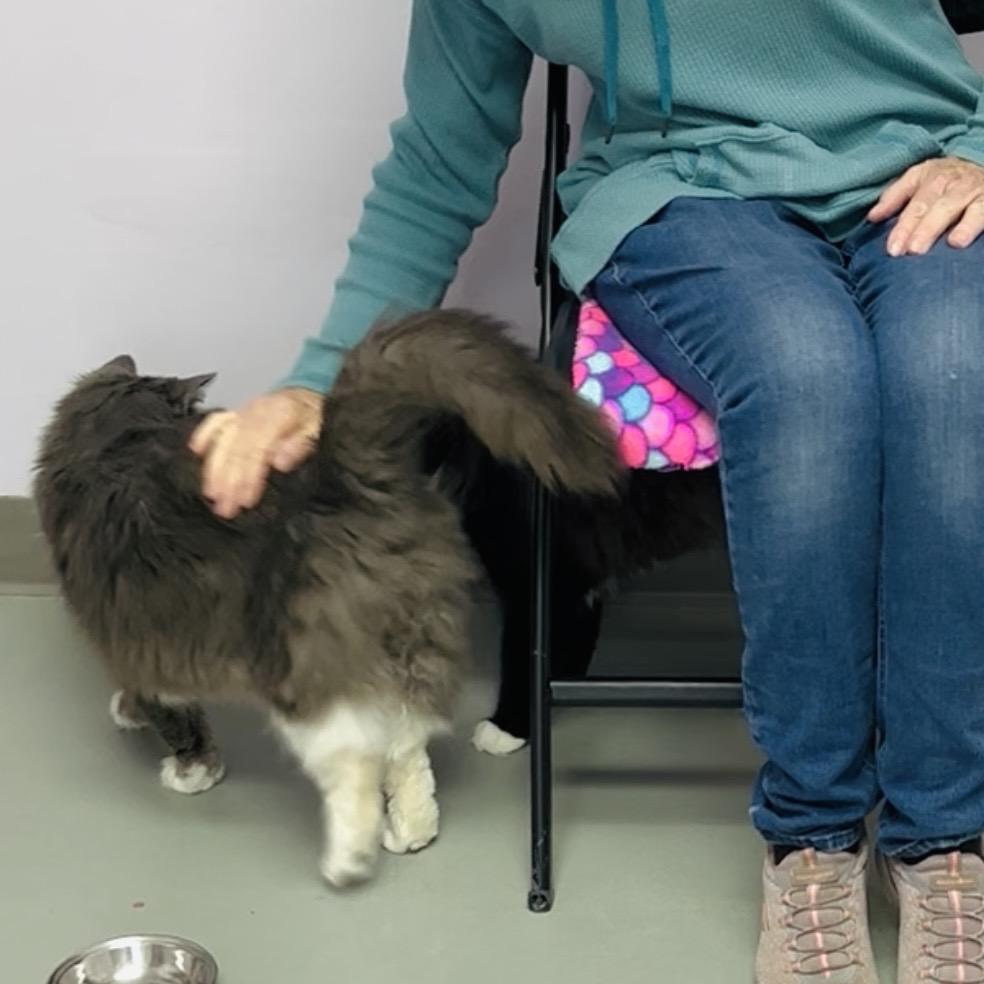 Enlarge Jinx (Available w/ Bonded Brother, Binx), a Adoptable mixed breed in Terryville, CT image 3/6