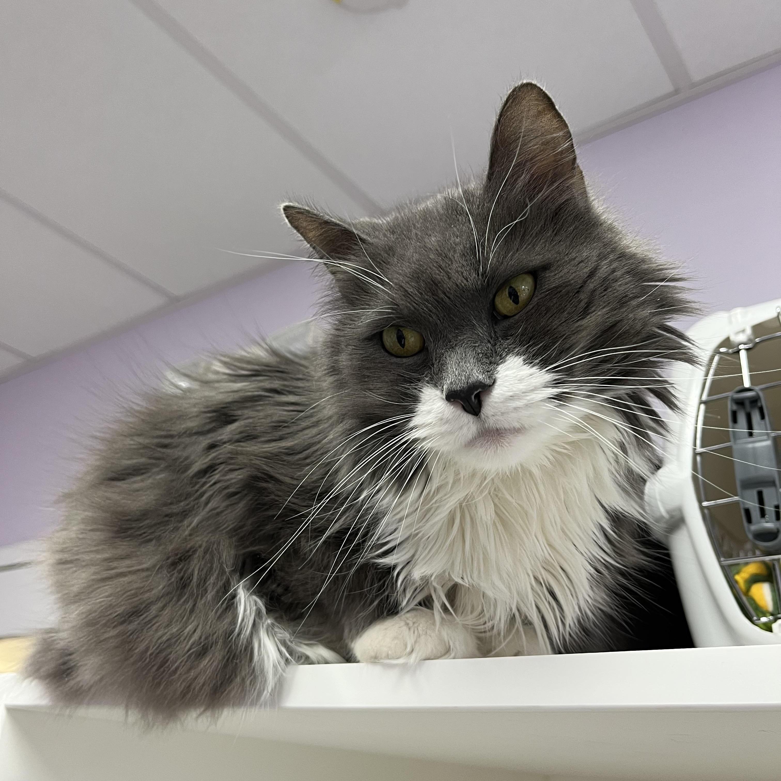 Enlarge Jinx (Available w/ Bonded Brother, Binx), a Adoptable mixed breed in Terryville, CT image 4/6