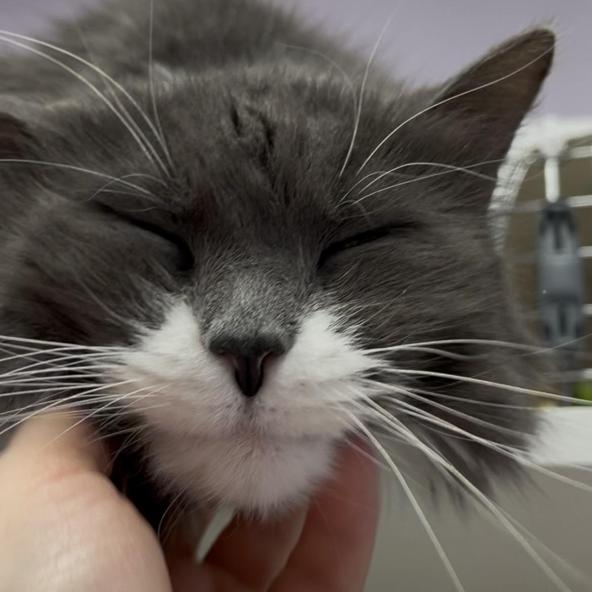 Enlarge Jinx (Available w/ Bonded Brother, Binx), a Adoptable mixed breed in Terryville, CT image 5/6