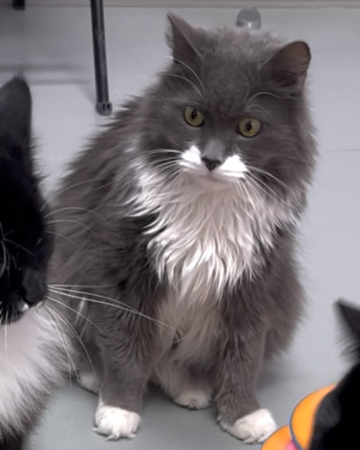 Enlarge Jinx (Available w/ Bonded Brother, Binx), a Adoptable mixed breed in Terryville, CT image 6/6