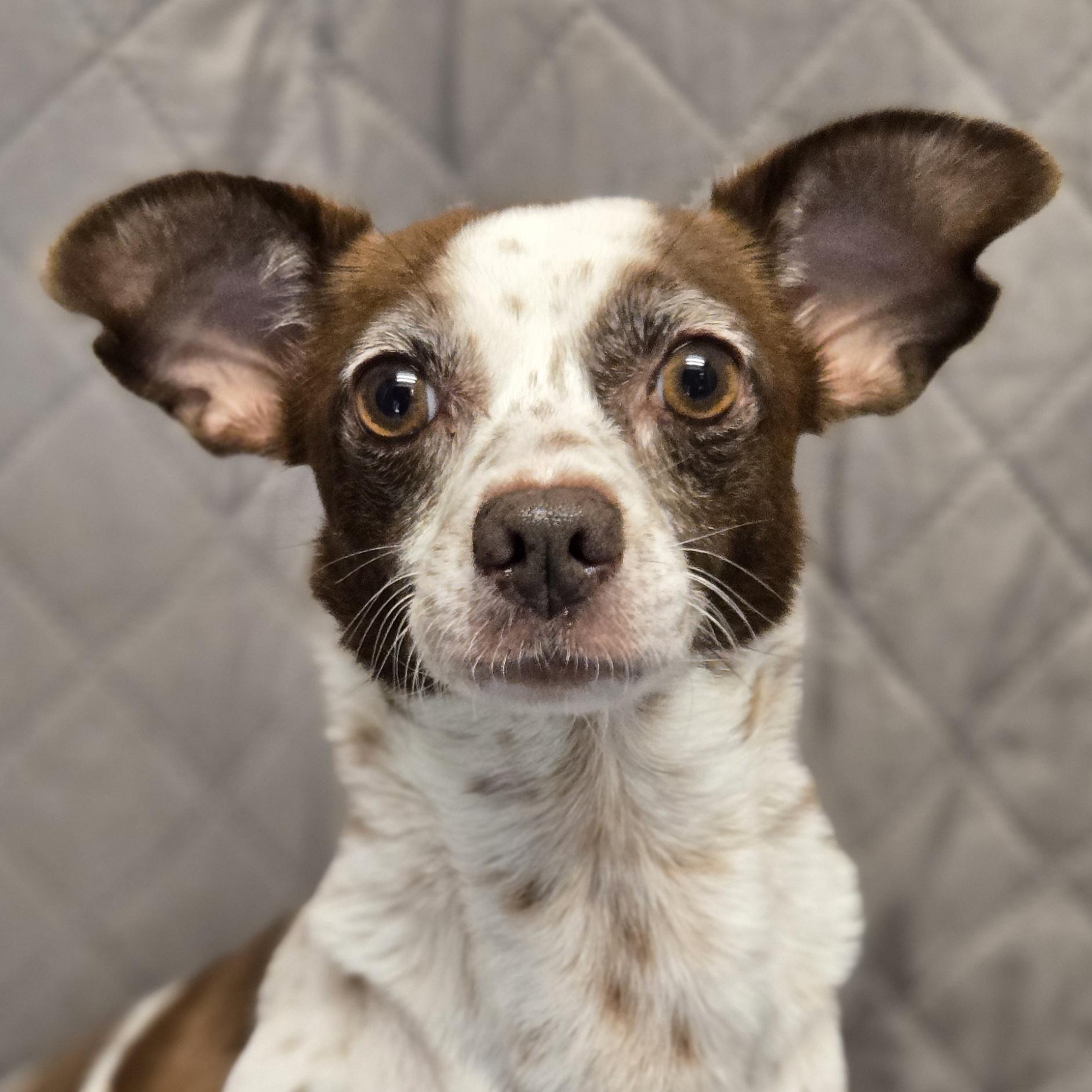 Enlarge Grunita, a Adoptable mixed breed in Normal, IL image 2/6