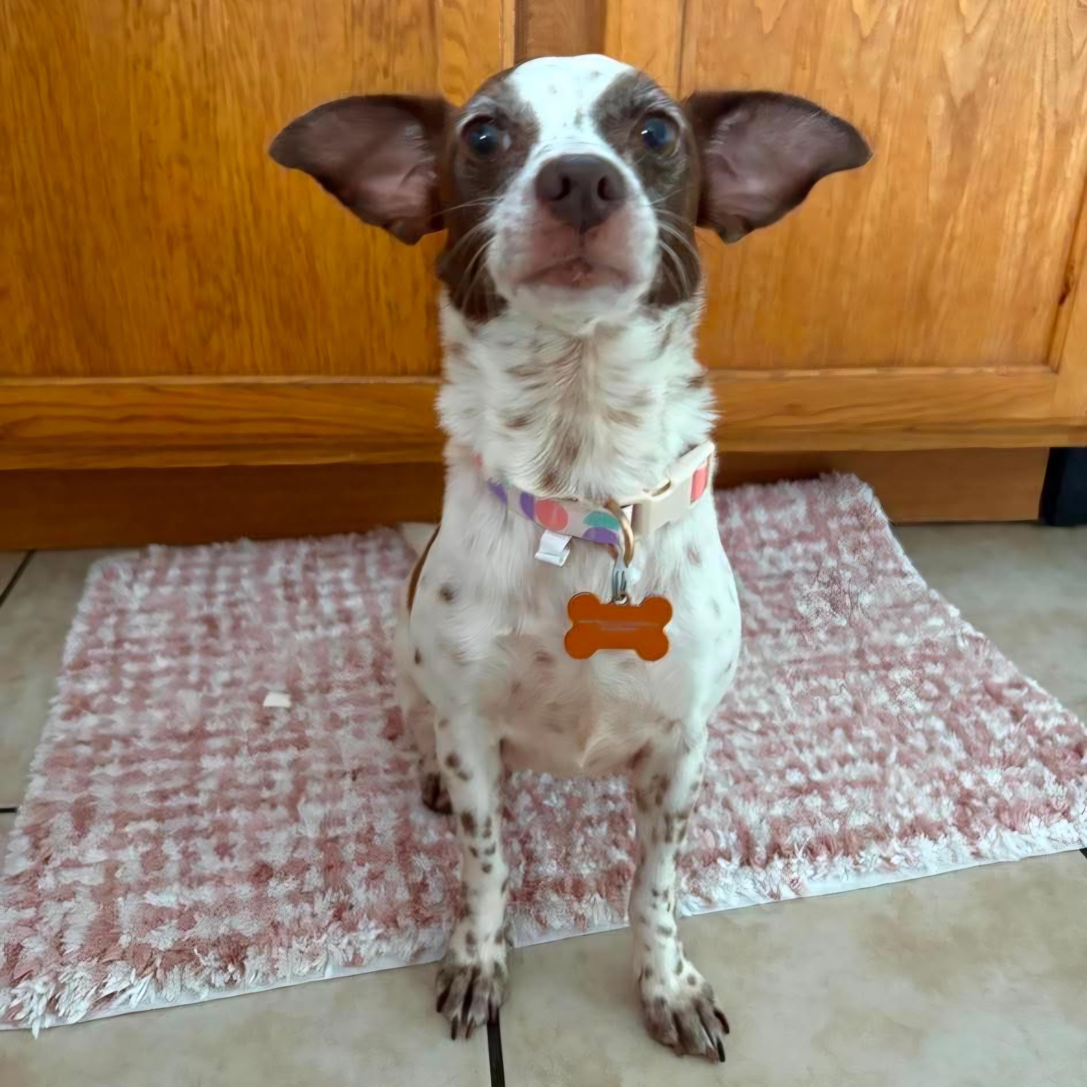 Enlarge Grunita, a Adoptable mixed breed in Normal, IL image 3/6
