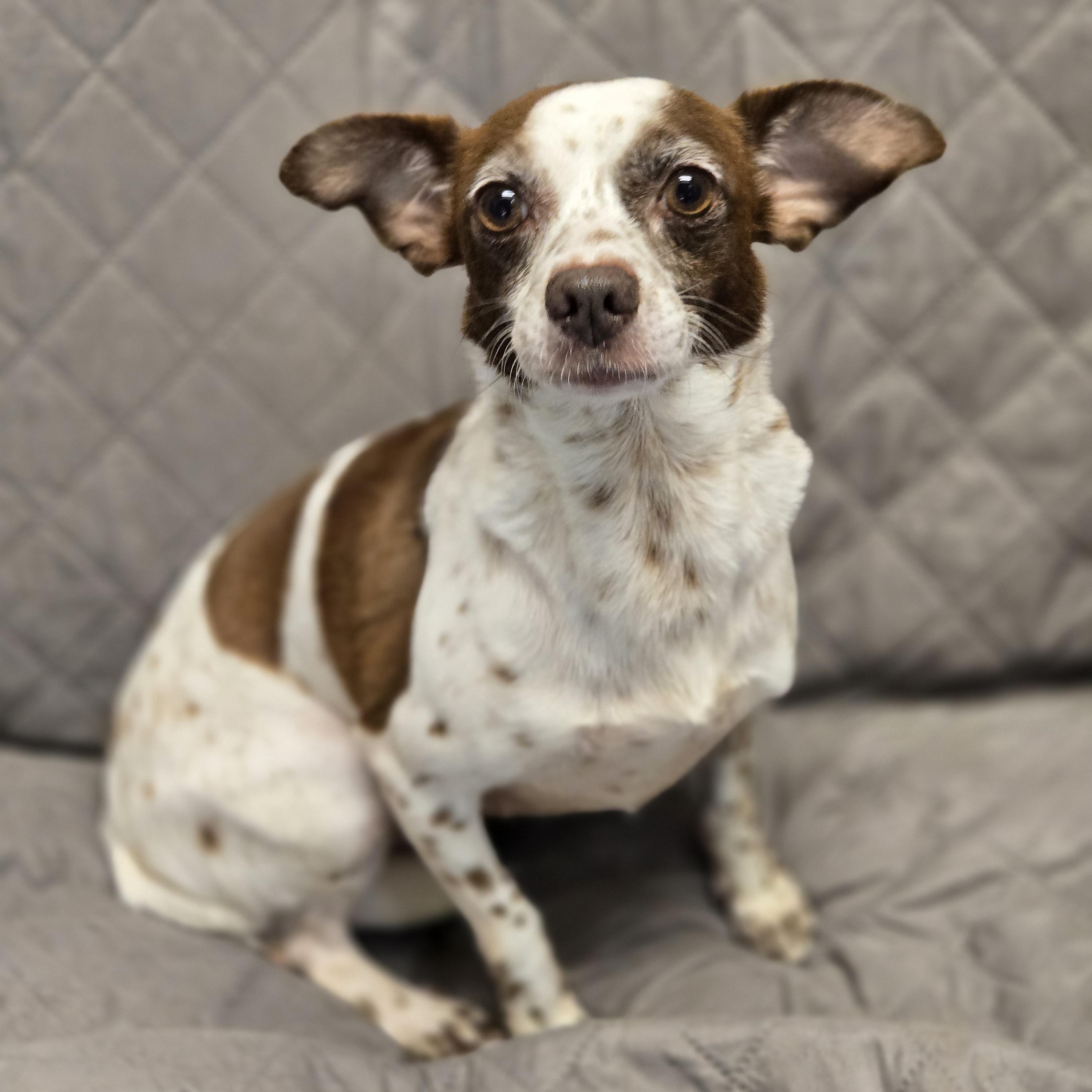 Enlarge Grunita, a Adoptable mixed breed in Normal, IL image 6/6