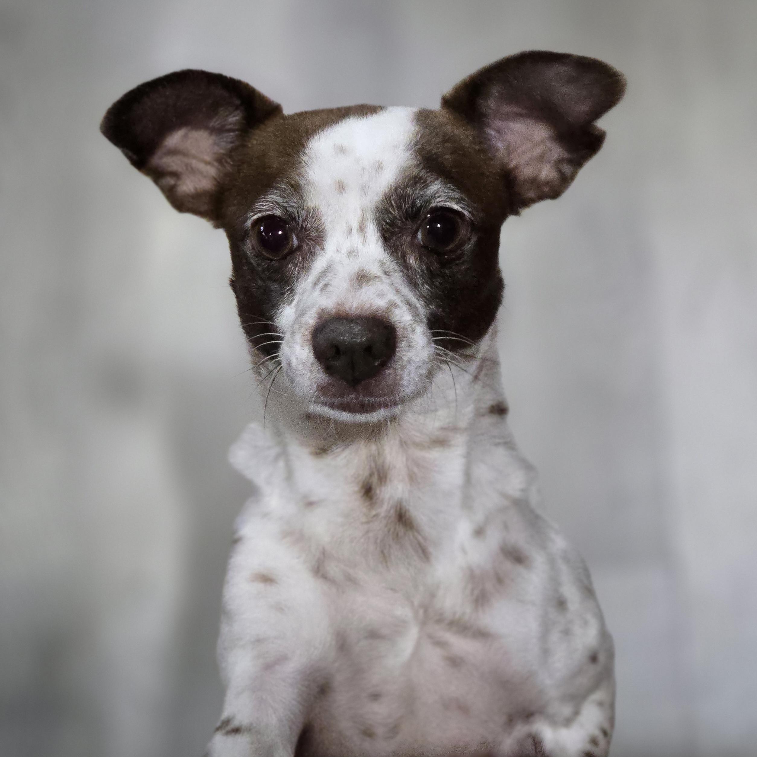 Grunita, Adoptable, Adult Female Chihuahua.
