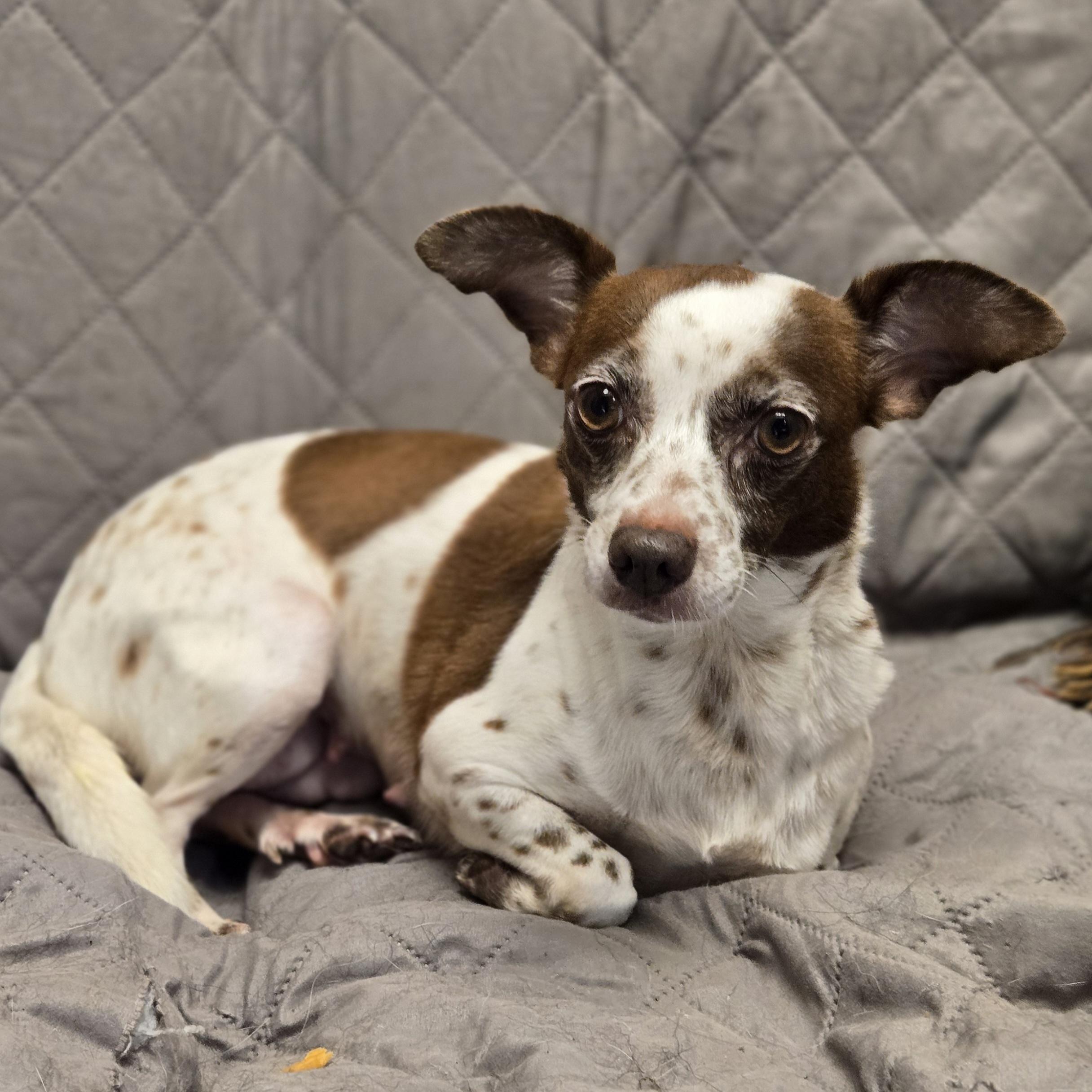 Enlarge Grunita, a Adoptable mixed breed in Normal, IL image 5/6