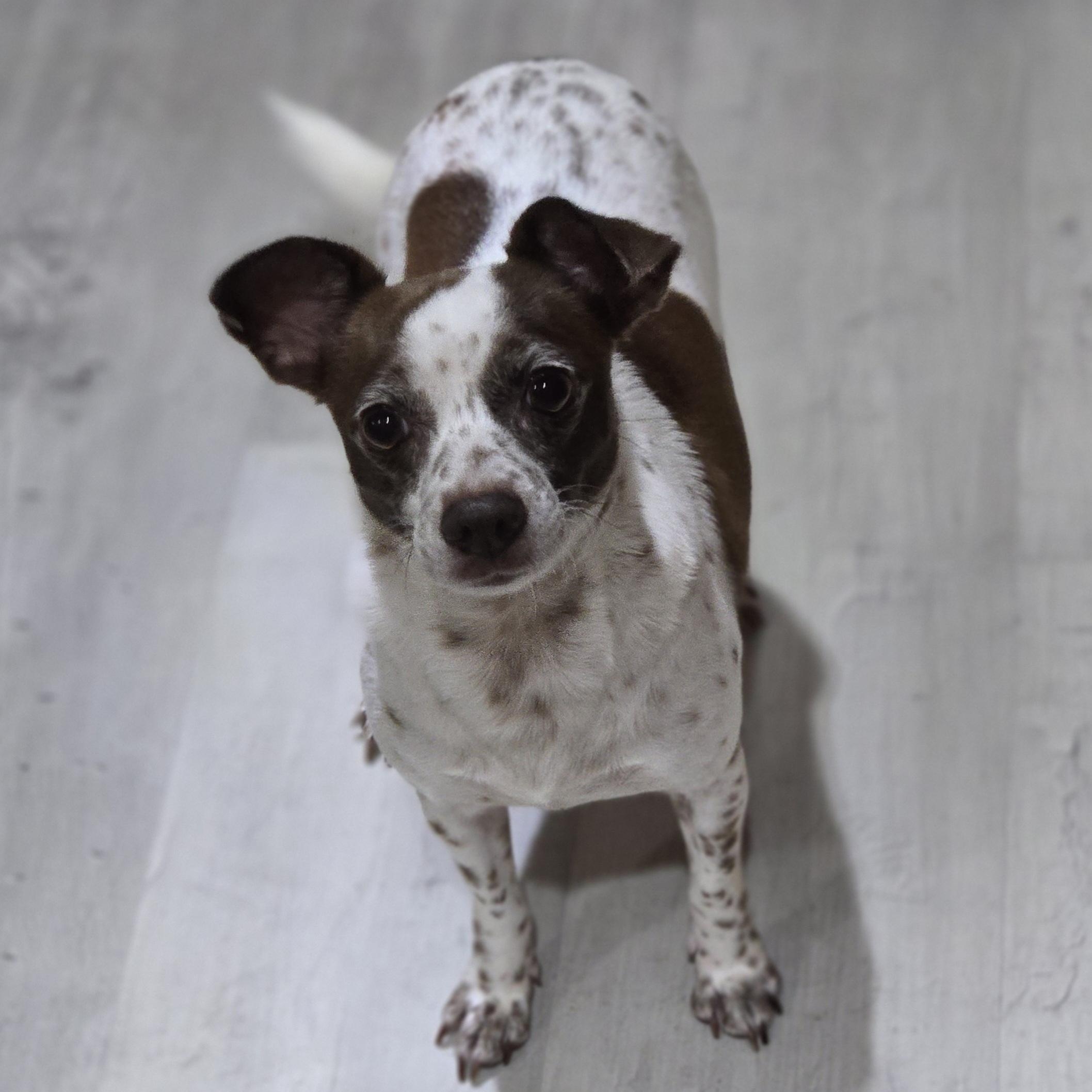 Enlarge Grunita, a Adoptable mixed breed in Normal, IL image 4/6