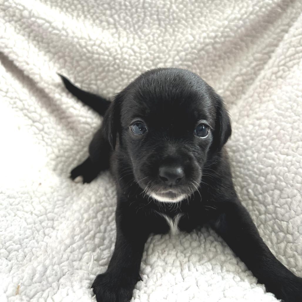MARGARET - Miniature Dachshund / Mixed Breed available for adoption