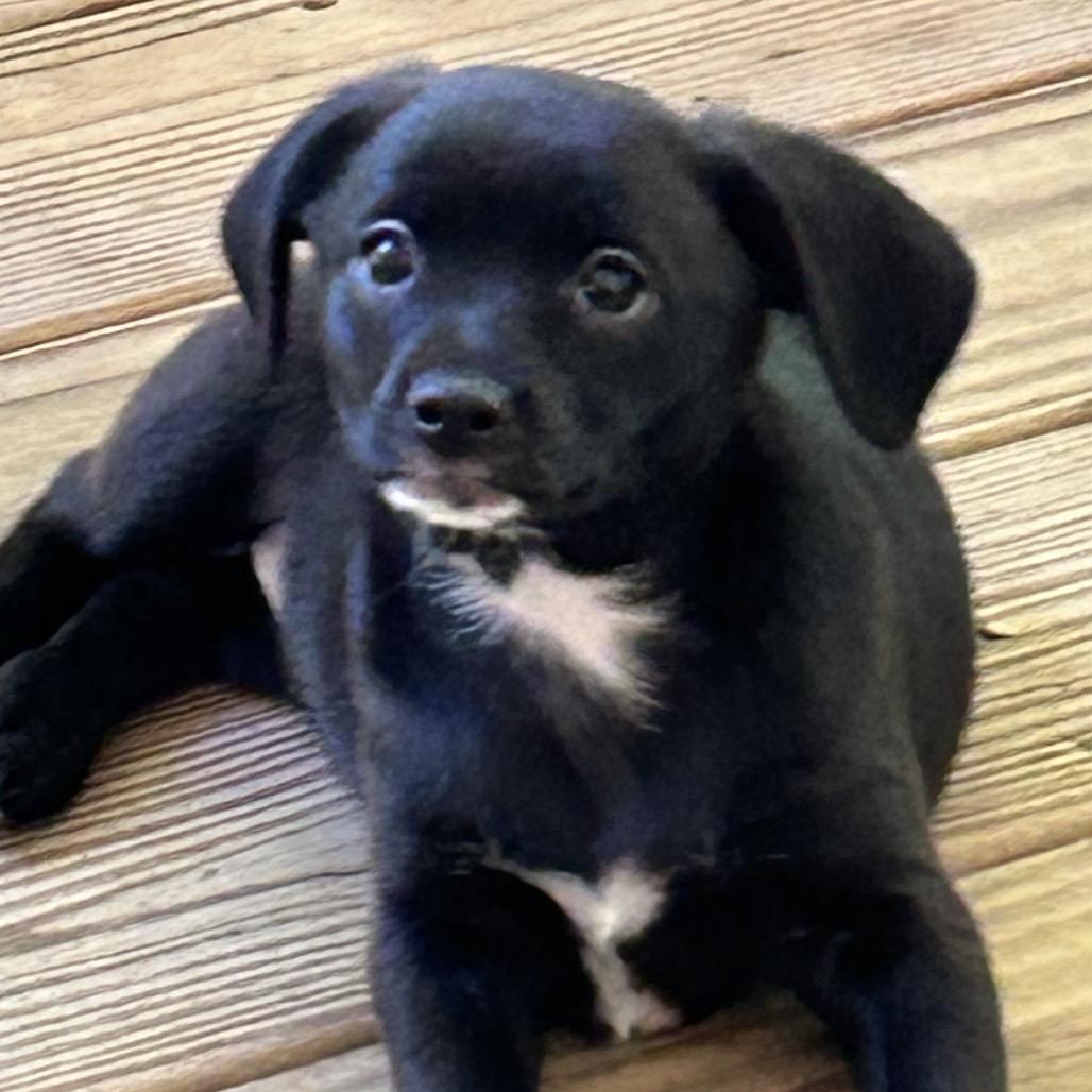 MARGARET - Miniature Dachshund / Mixed Breed available for adoption