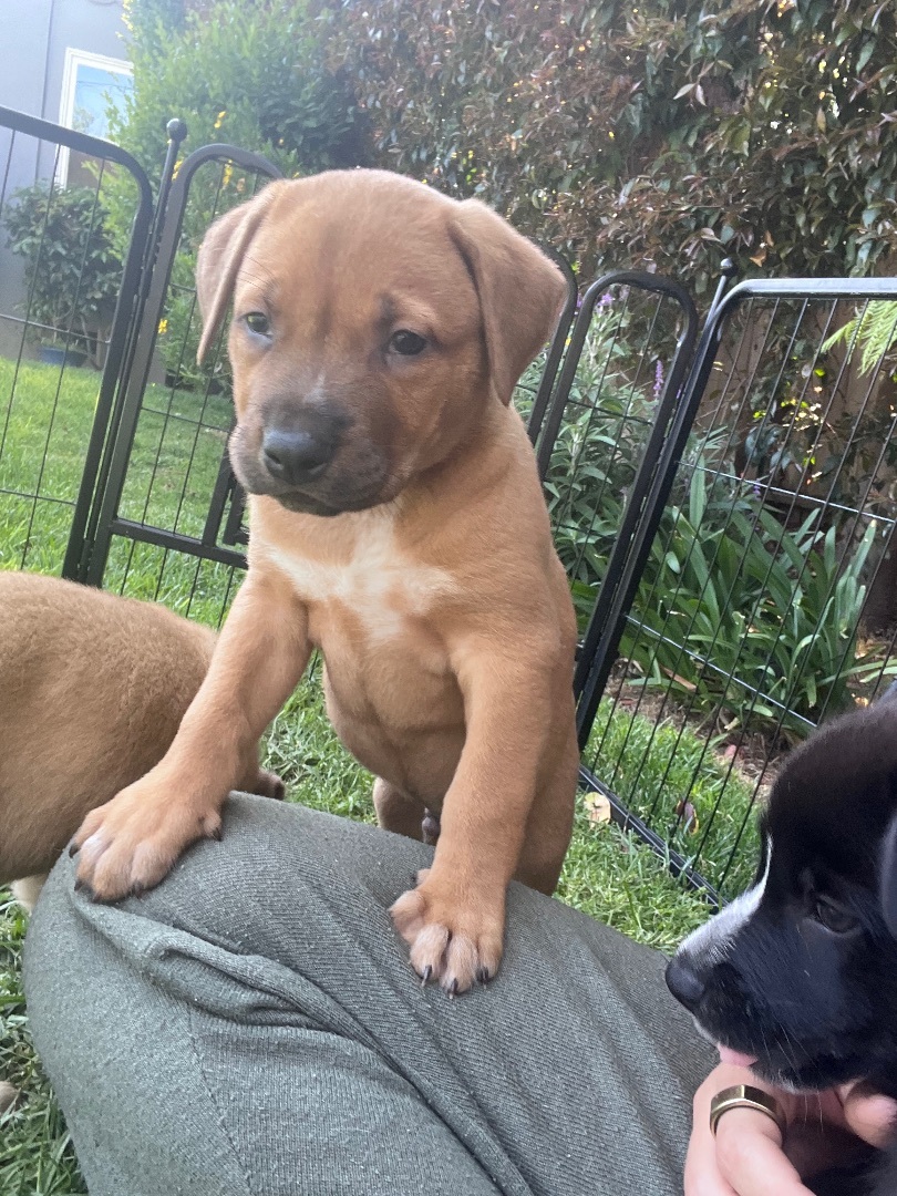Trucker, Adopted, Puppy Male Labrador Retriever.