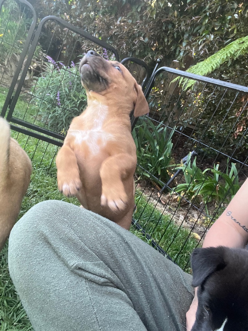 Trucker, a Adopted mixed breed in Burbank, CA image 2/15