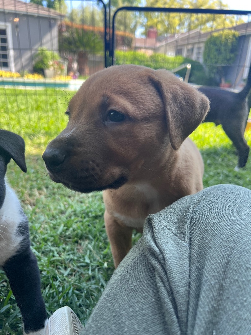 Trucker, a Adopted mixed breed in Burbank, CA image 3/15