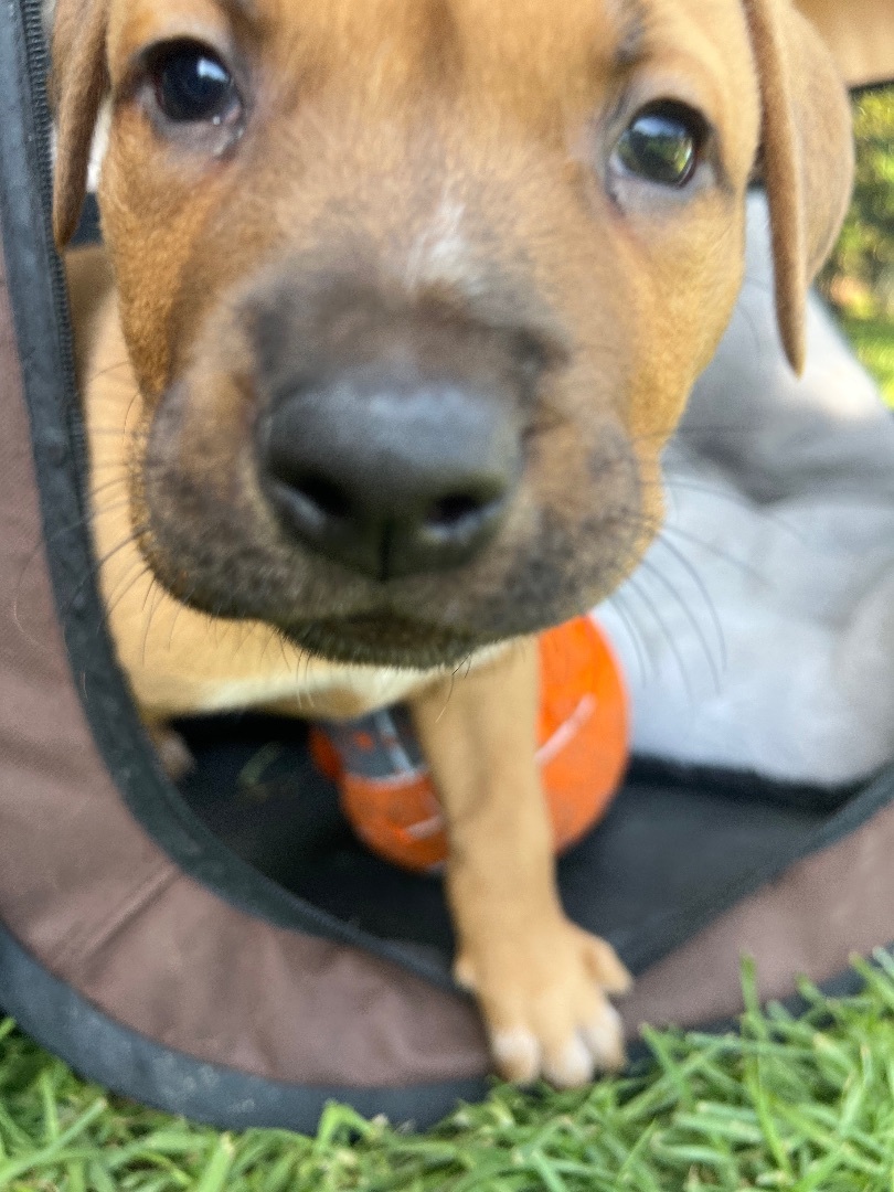 Trucker, a Adopted mixed breed in Burbank, CA image 4/15