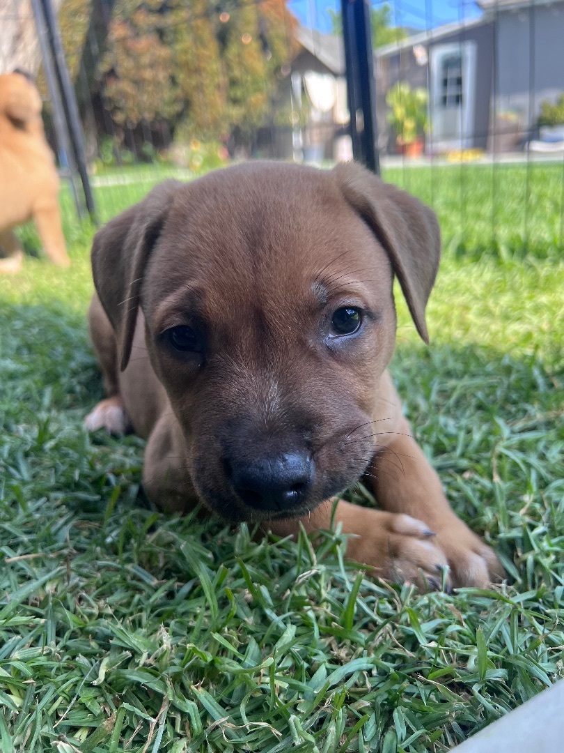 Trucker, a Adopted mixed breed in Burbank, CA image 5/15