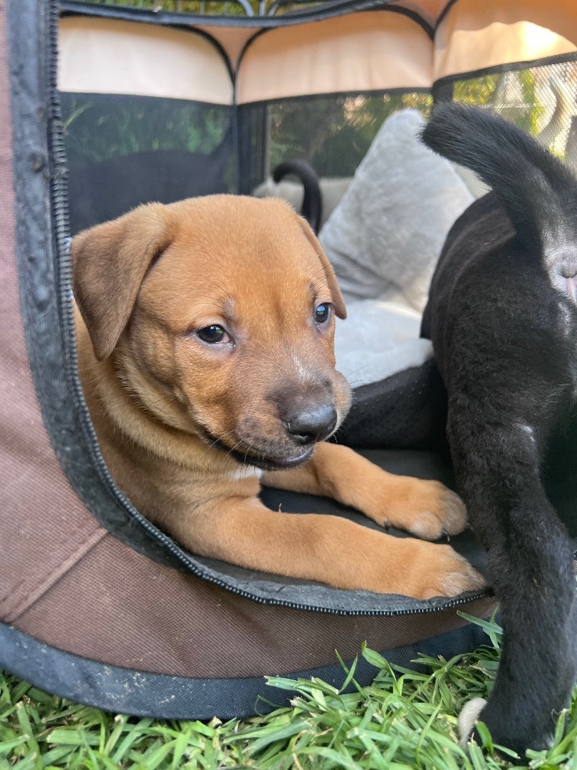 Trucker, a Adopted mixed breed in Burbank, CA image 6/15
