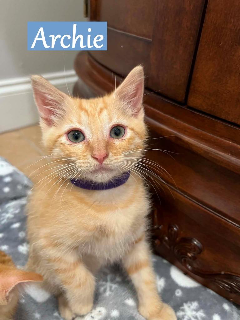 Archie, a Adopted mixed breed in Hoover , AL image 1/6