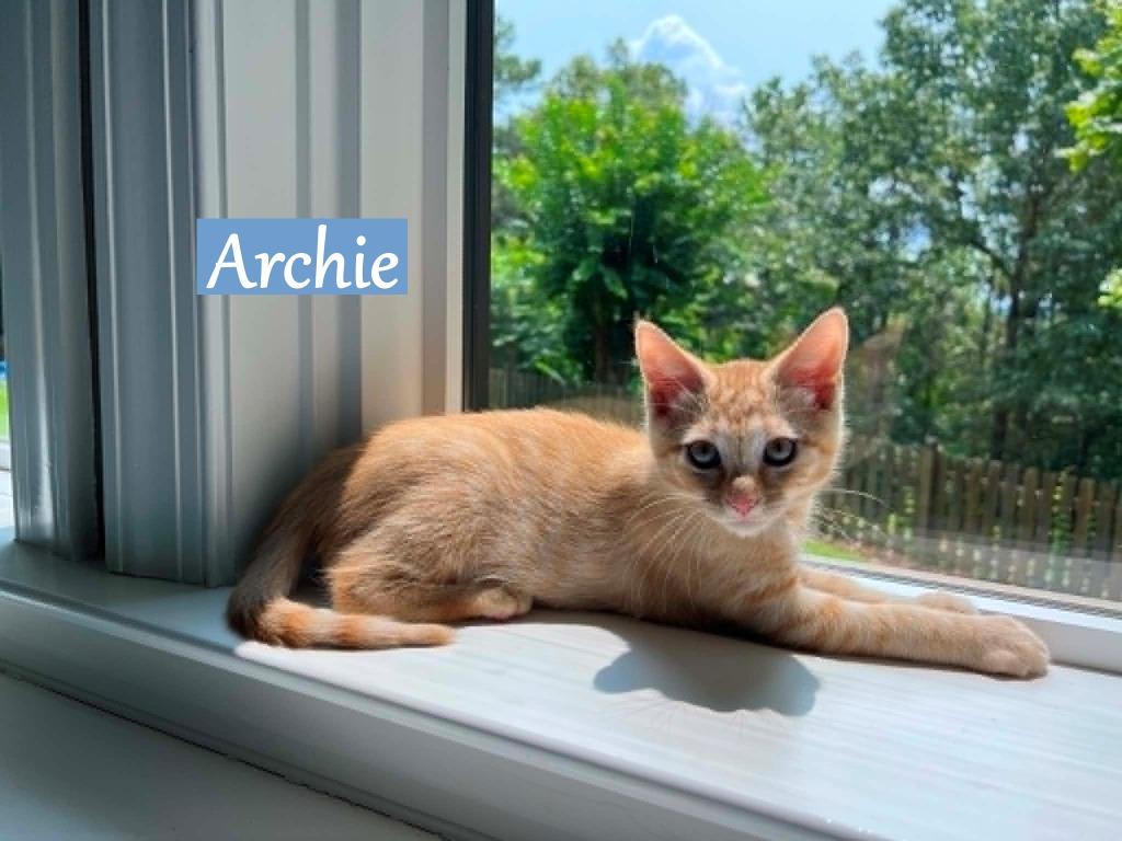 Archie, a Adopted mixed breed in Hoover , AL image 2/6