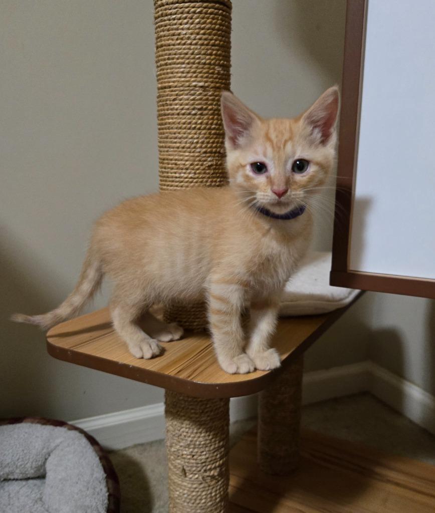 Archie, a Adopted mixed breed in Hoover , AL image 3/6