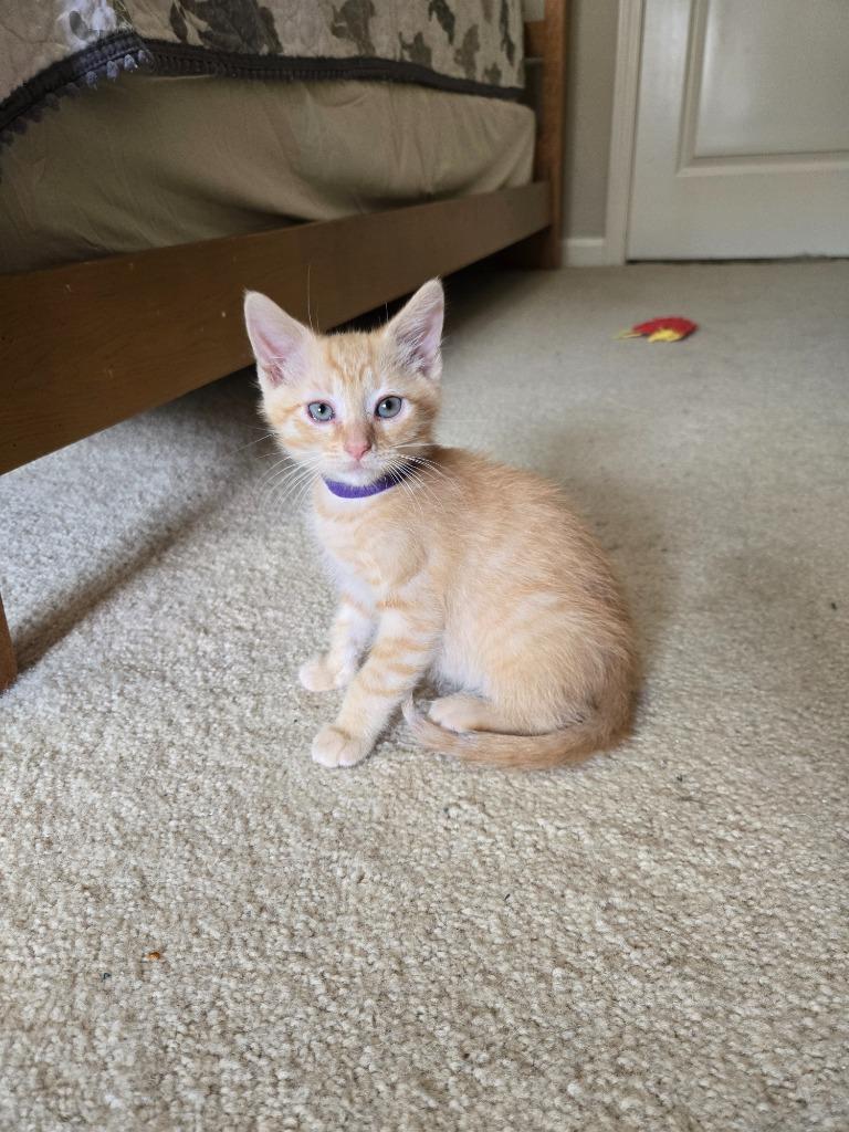 Archie, a Adopted mixed breed in Hoover , AL image 4/6