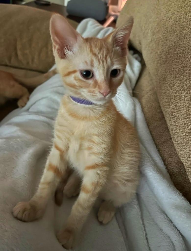 Archie, a Adopted mixed breed in Hoover , AL image 5/6