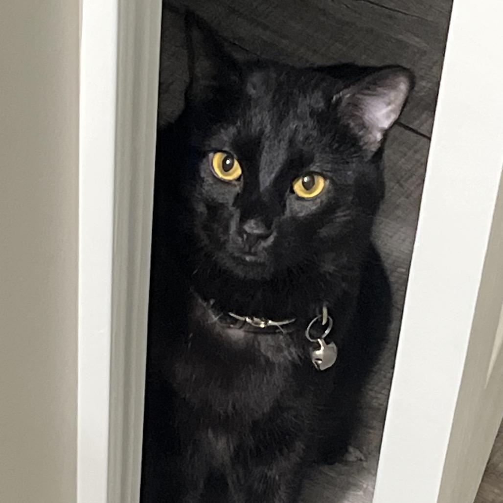 Enlarge Noodle, a Adoptable Domestic Short Hair in Springfield, IL image 1/6