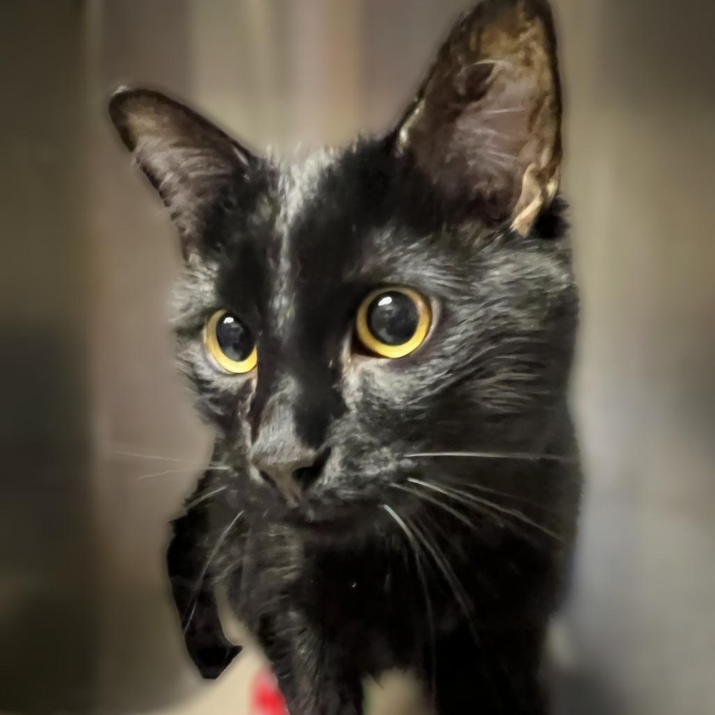 Noodle, a Adoptable Domestic Short Hair in Springfield, IL image 2/4