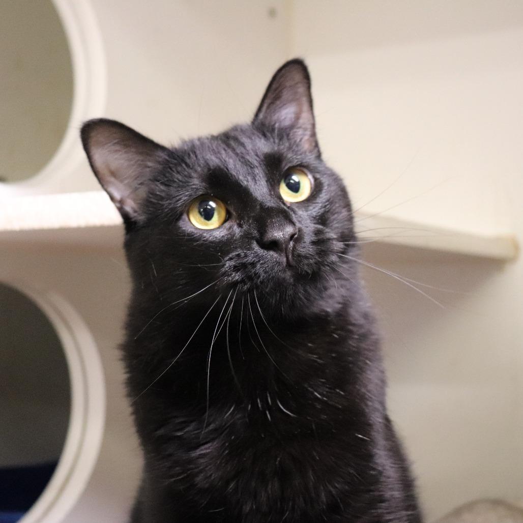 Enlarge Noodle, a Adoptable Domestic Short Hair in Springfield, IL image 3/6