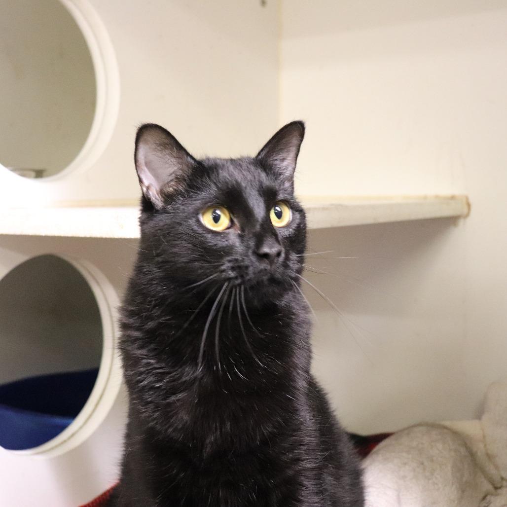 Noodle, a Adoptable Domestic Short Hair in Springfield, IL image 4/4