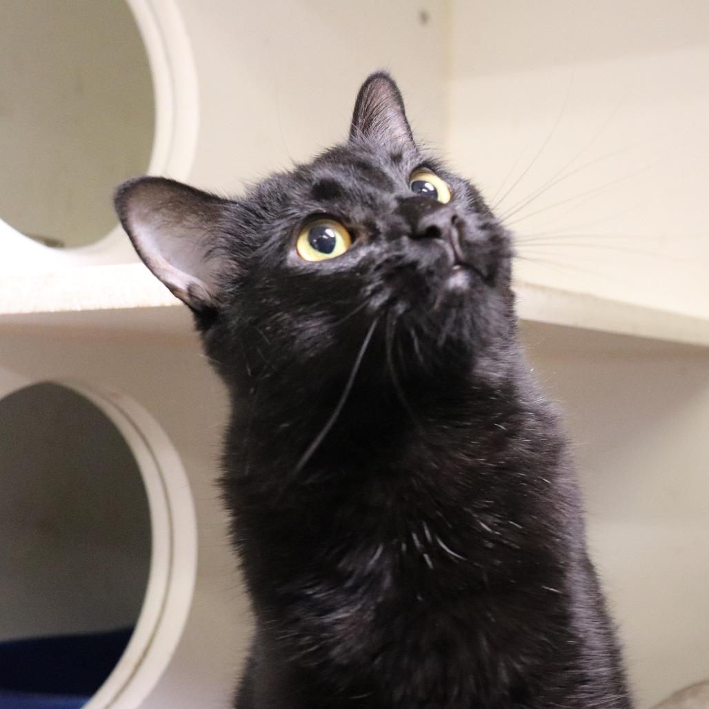 Enlarge Noodle, a Adoptable Domestic Short Hair in Springfield, IL image 6/6