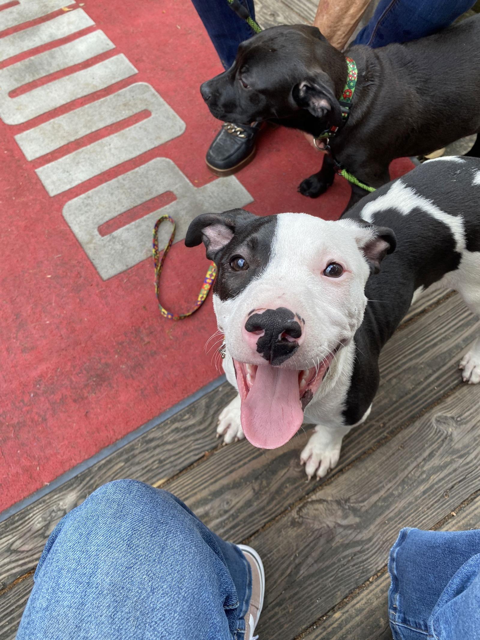 Enlarge Ward, a Adopted Hound in Sanford, FL image 1/3