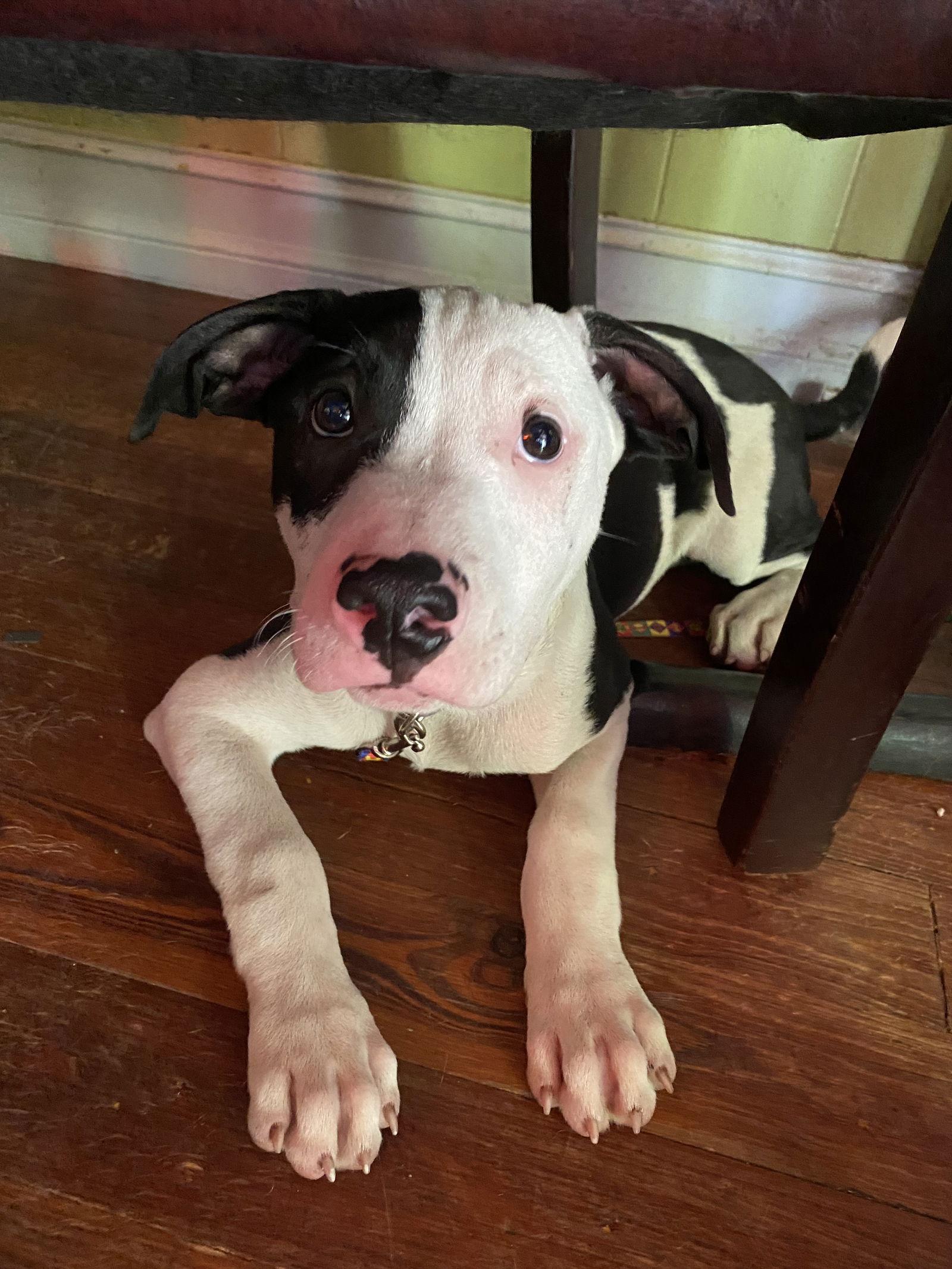 Enlarge Ward, a Adopted Hound in Sanford, FL image 2/3