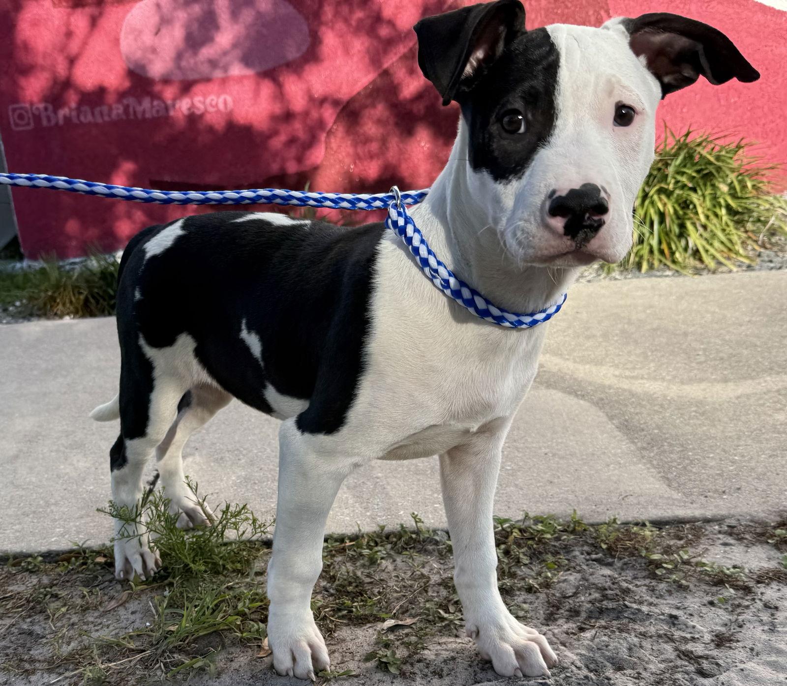 Enlarge Ward, a Adopted Hound in Sanford, FL image 3/3