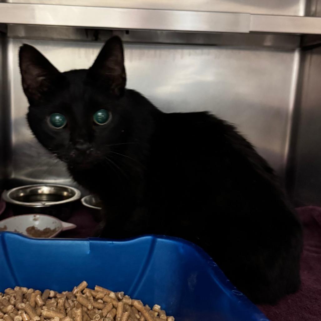 Enlarge Machias, a Adoptable Domestic Short Hair in Bristol, IN image 1/2