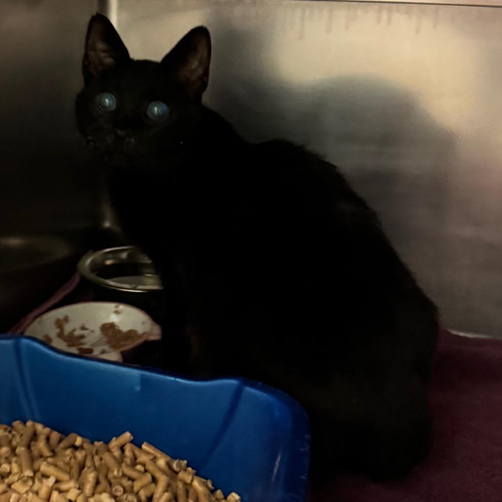 Enlarge Machias, a Adoptable Domestic Short Hair in Bristol, IN image 2/2