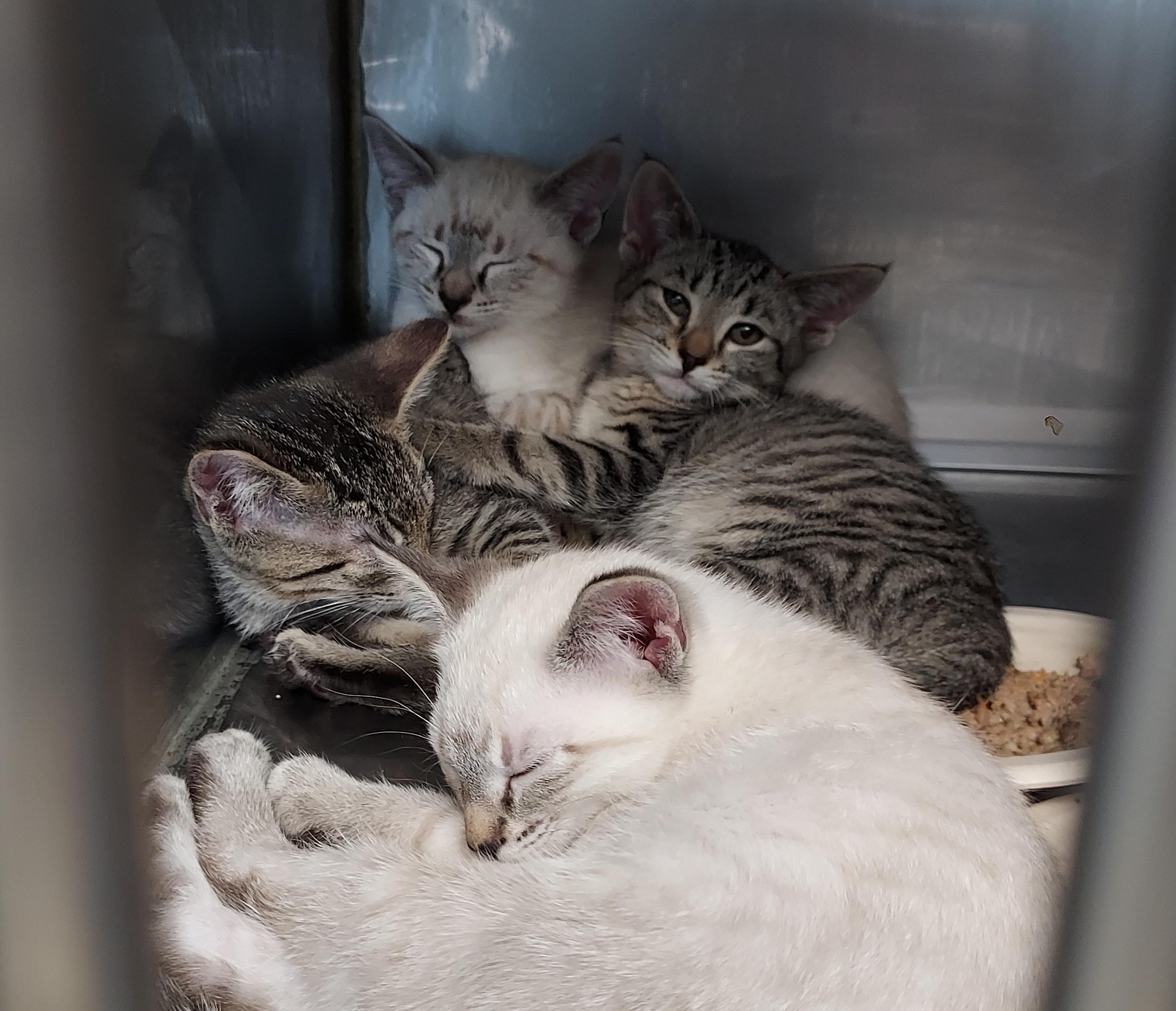 Enlarge Lily, Lola, Layla, Leo and Lucas, an adopted mixed breed in Ellicott City, MD image 2/2