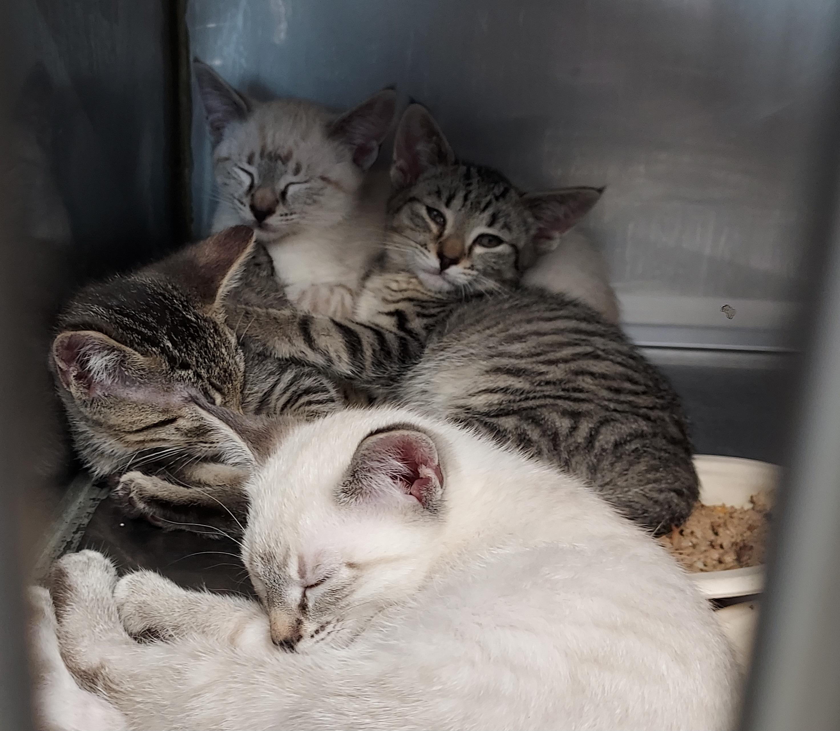 Enlarge Lily, Lola, Layla, Leo and Lucas, an adopted mixed breed in Ellicott City, MD image 1/2