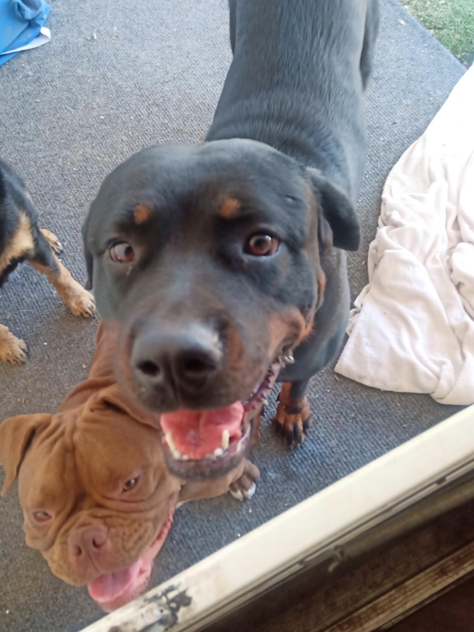 Rune, adopted, Young Female Rottweiler.