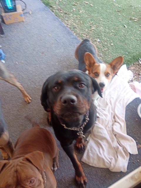 Enlarge Rune, an adopted Rottweiler in Lavon, TX image 2/5